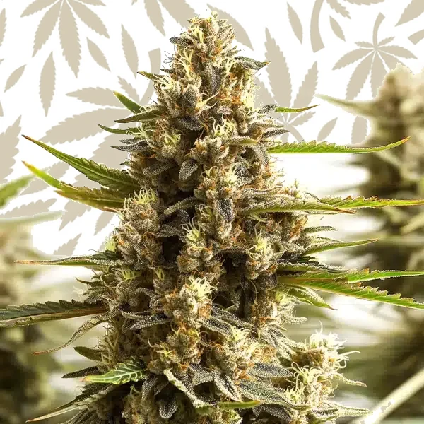 Original Clon cannabis strain plant
