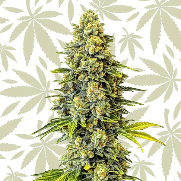 Original Glue cannabis strain plant