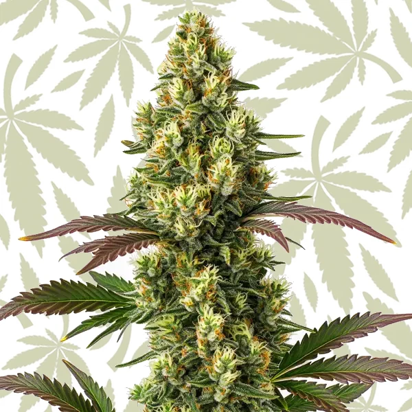 Original Lemon Pie cannabis strain plant