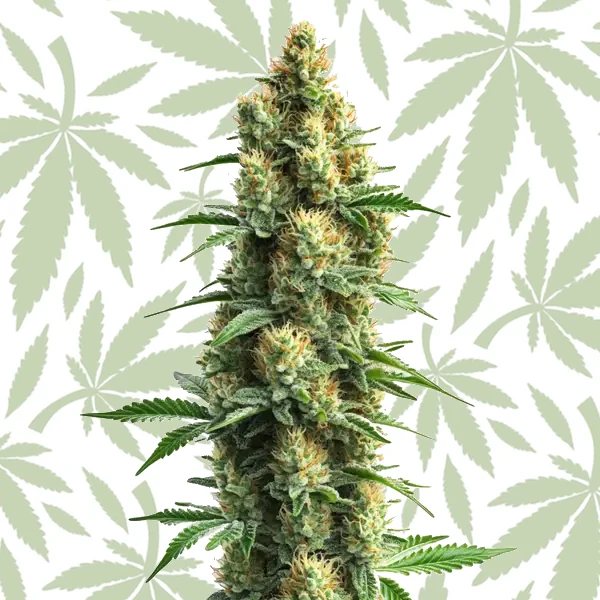 Orka cannabis strain plant