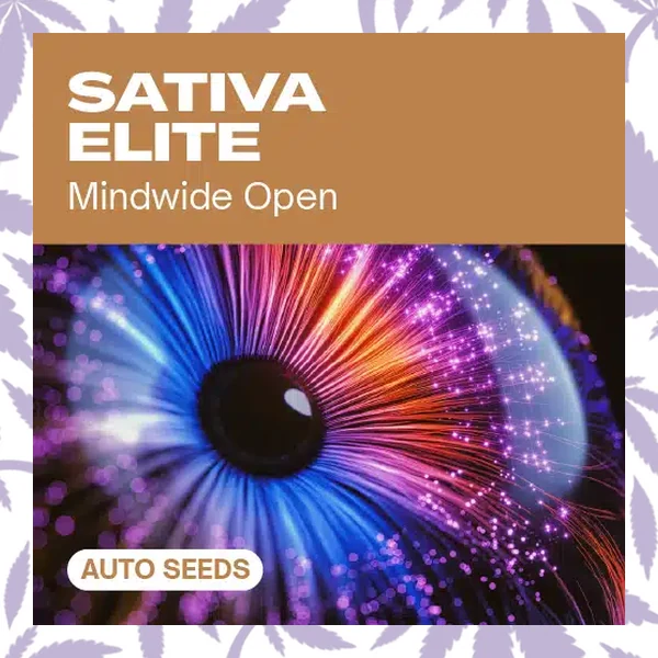 Sativa Elite Auto cannabis strain plant