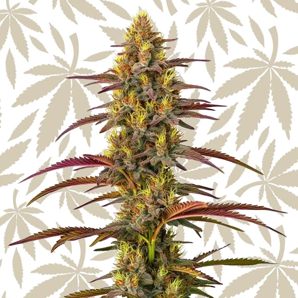 Panama cannabis strain plant
