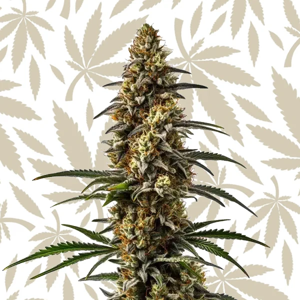 Papaya cannabis strain plant
