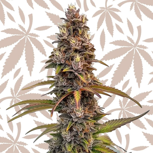 Peachez cannabis strain plant
