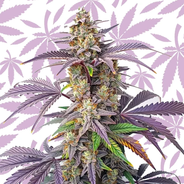 Peanut Butter Breath cannabis strain plant