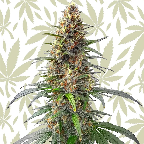 Permanent Marker Auto cannabis seed pack
