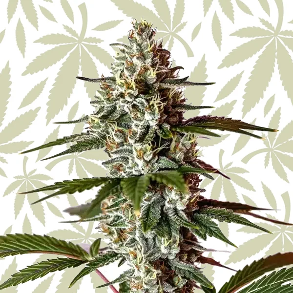 Permanent Marker x Banana Cream cannabis strain plant