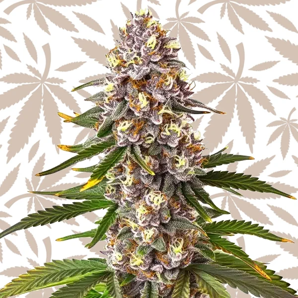 Permanent Marker x Lemon Cherry cannabis strain plant