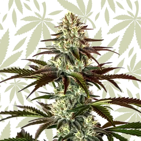 Permanent Marker x Rs11 cannabis strain plant