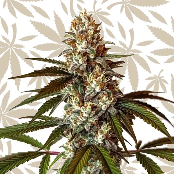 Permanent Marker x White Runtz cannabis strain plant
