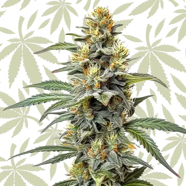 Permanent Marker x Zangria cannabis strain plant