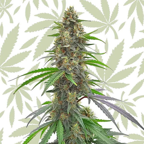 Permanent Marker cannabis strain plant