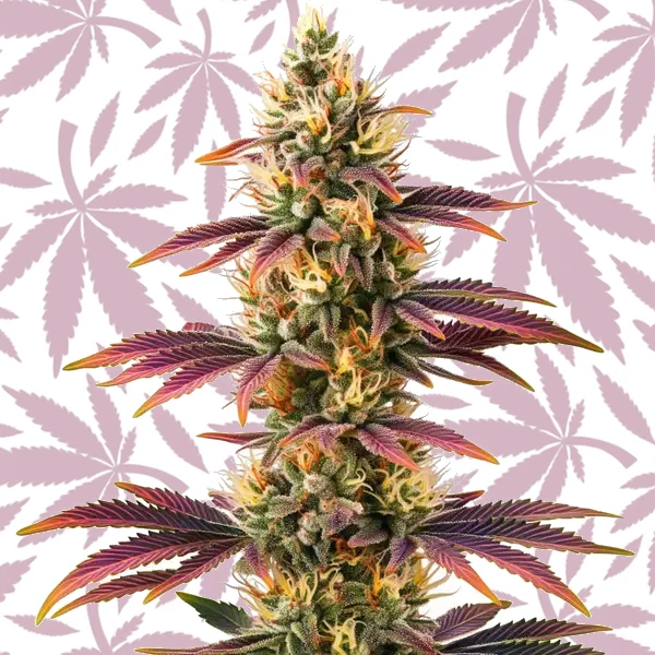 Peyote Cookies cannabis strain plant