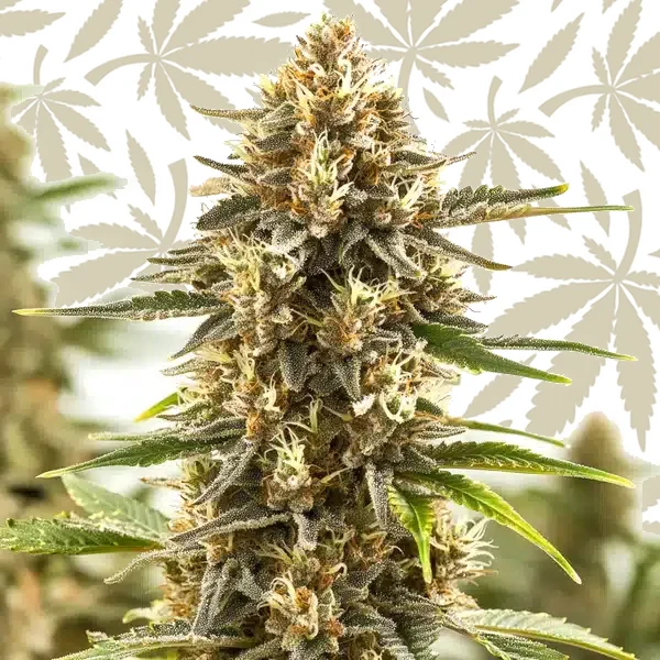 Pineapple Kush Regular cannabis strain plant