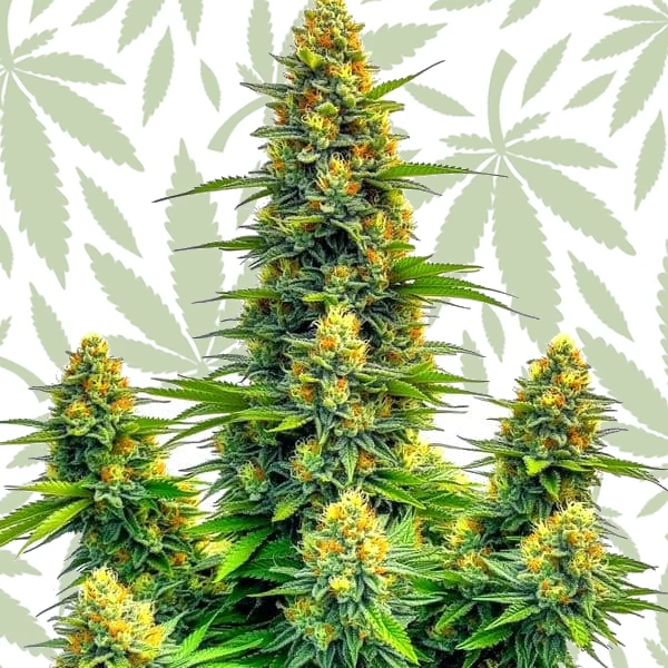 Pineapple Autoflower cannabis strain plant