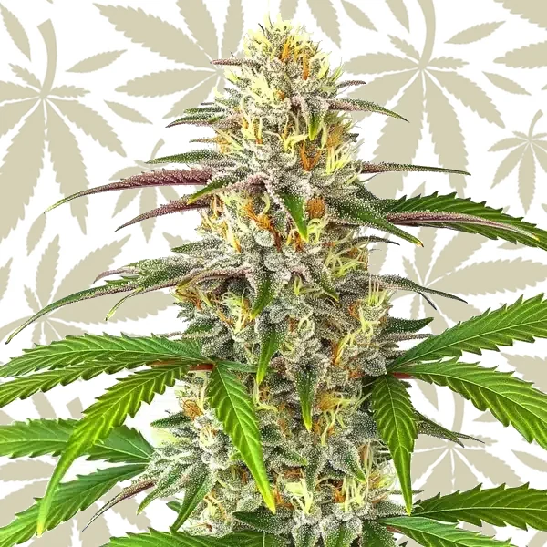 Pineapple Express Auto cannabis strain plant