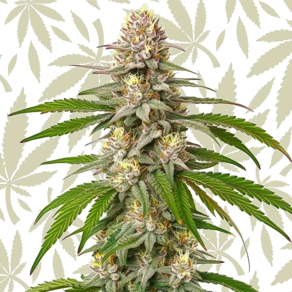 Pineapple Express cannabis strain plant
