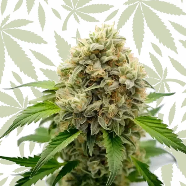 Pineapple Fruz cannabis seed pack