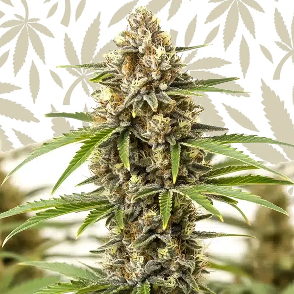 Pineapple Haze cannabis seed pack