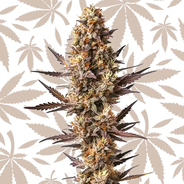 Pineapple Kush cannabis strain plant
