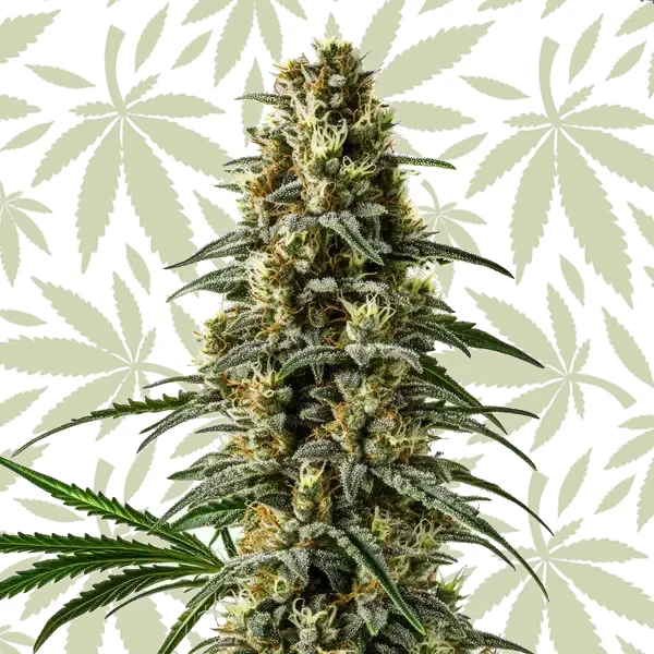 Pineapple Skunk Regular cannabis strain plant