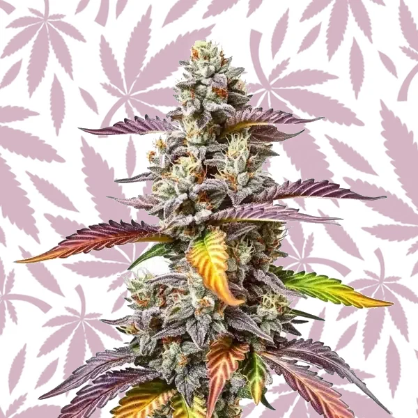 Pink Gorilla cannabis strain plant
