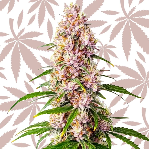Pink Plant cannabis strain plant