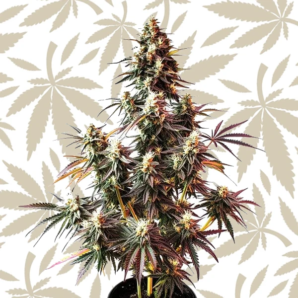 Pink Rozay Auto cannabis strain plant