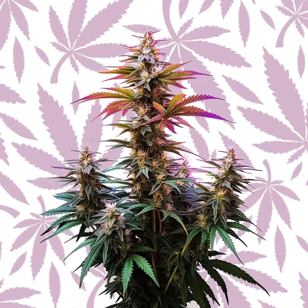 Pink Rozay x Gelato Auto cannabis strain plant