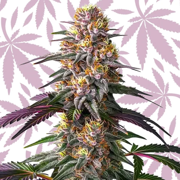 Pink Rozay x Strawberry Banana Auto cannabis strain plant