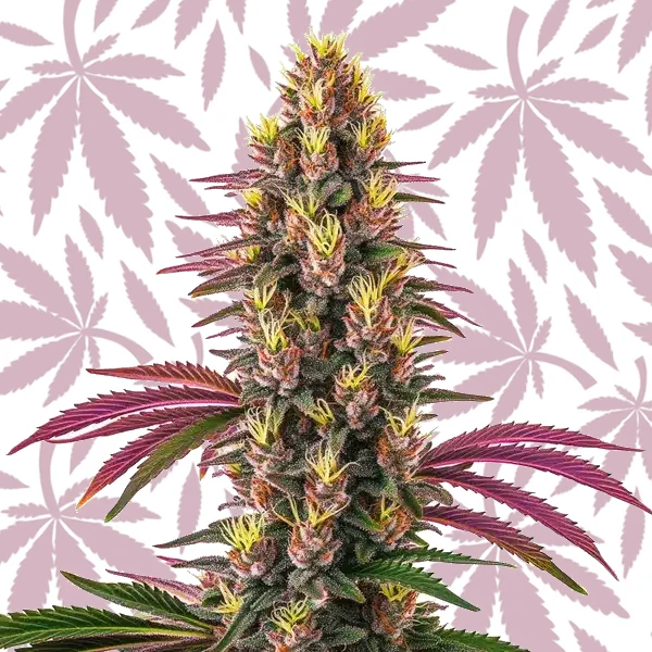 Pink Rozay cannabis strain plant