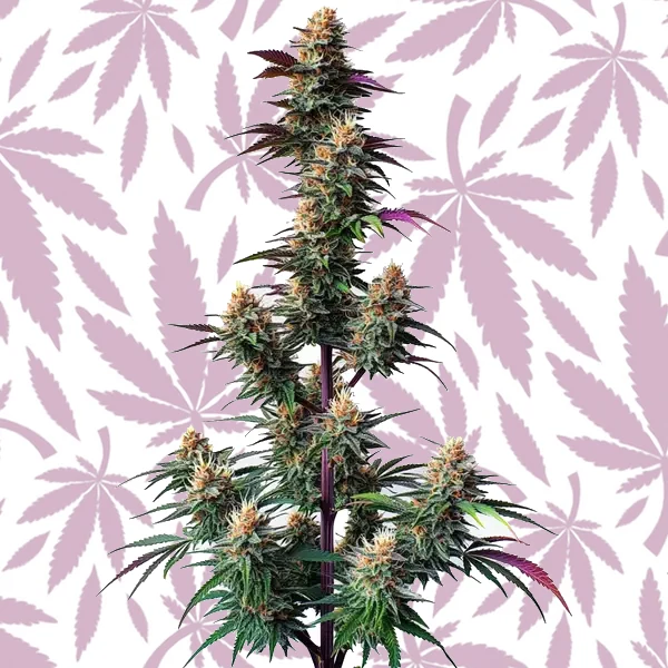 Pink Runtz Autoflower cannabis strain plant