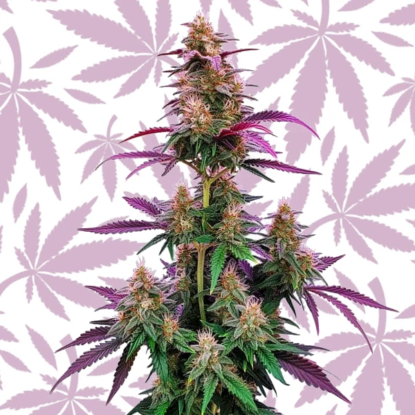 Pink Runtz cannabis strain plant