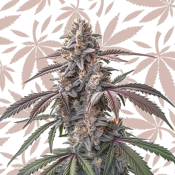Pinkman Goo cannabis strain plant