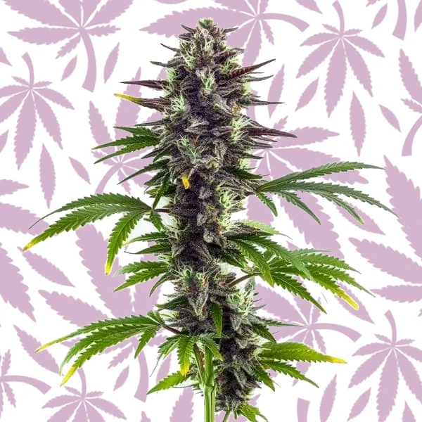 Bubba Platinum cannabis strain plant