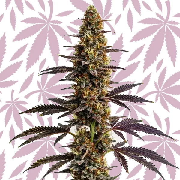Platinum Cookies cannabis strain plant
