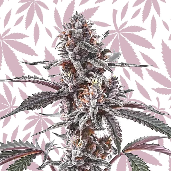 Plushberry Auto cannabis seed pack