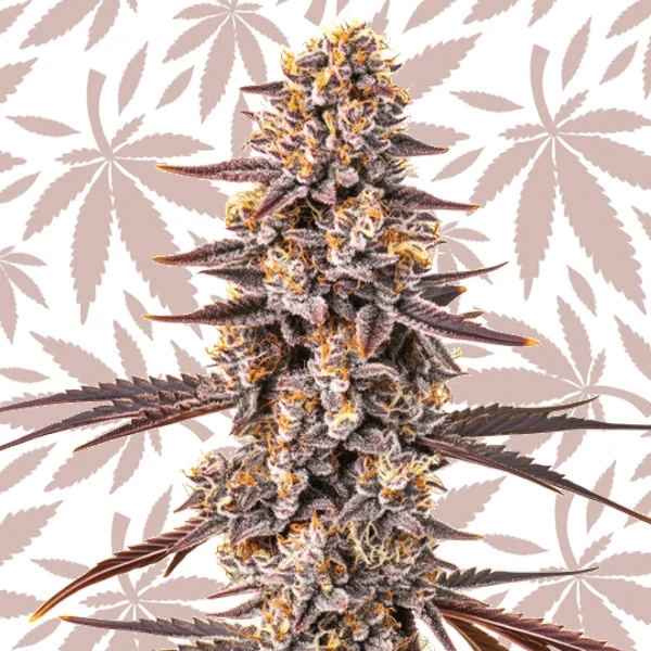 Pluto x Permanent Marker cannabis strain plant