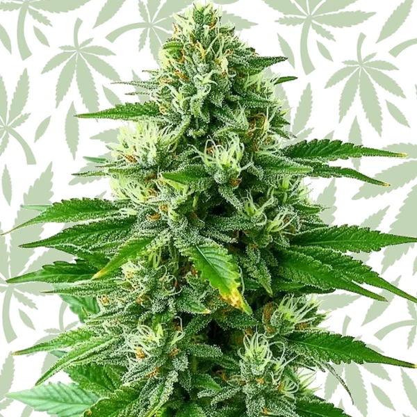 POG cannabis seed pack