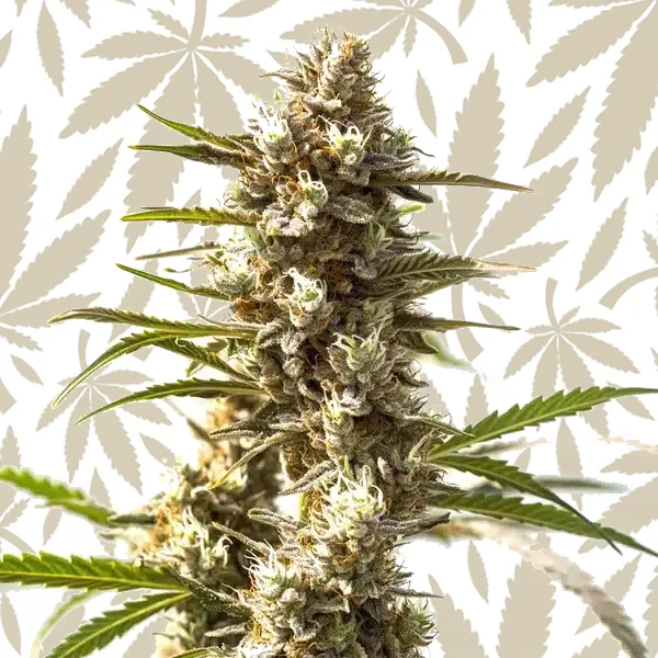 Power Plant cannabis strain plant