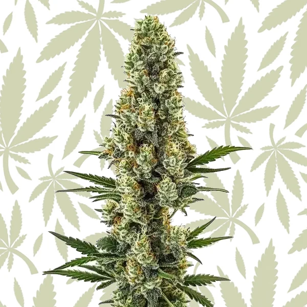 Powerplant Fast Version cannabis strain plant