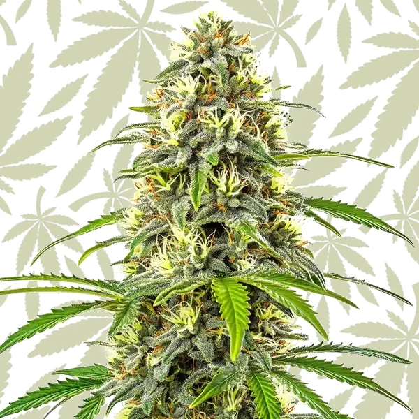 Pure Haze cannabis strain plant