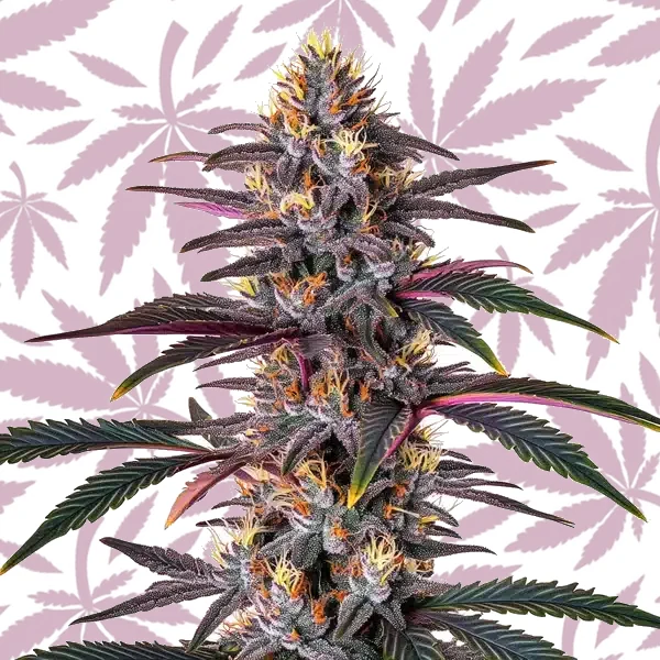 Pure Indica cannabis strain plant