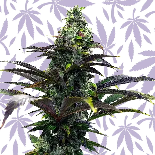 Purple Gelato Auto cannabis strain plant
