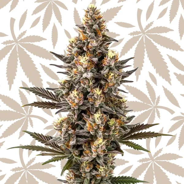 Purple Gelato Lemon Bean cannabis strain plant