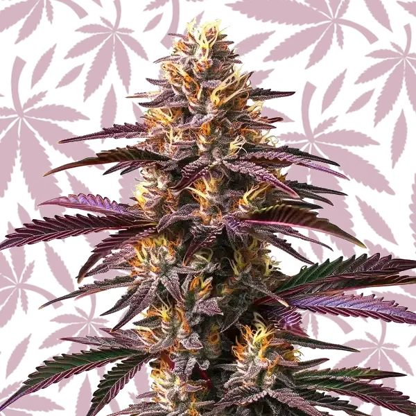 Purple Gelato cannabis strain plant