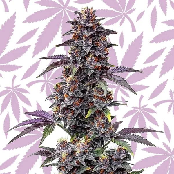 Purple Haze Autoflower cannabis strain plant
