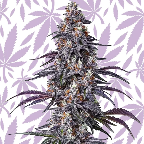 Purple Haze cannabis strain plant