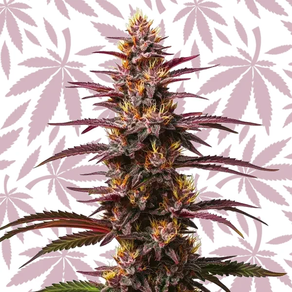 Purple Kush Autoflower cannabis strain plant