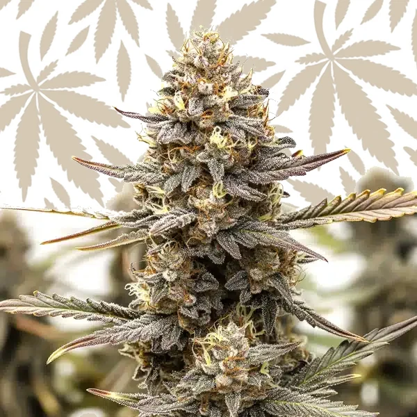 Purple Kush F1 cannabis strain plant